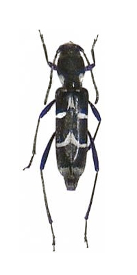 Xylotrechus reductemaculatus