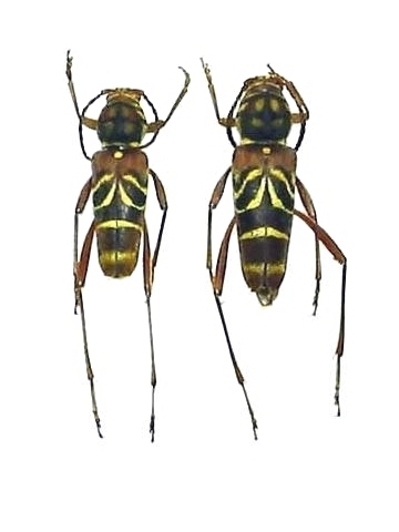 Xylotrechus rufobasalis