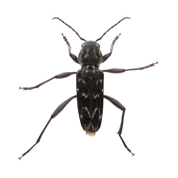 Xylotrechus rusticus