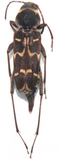 Xylotrechus undulatus