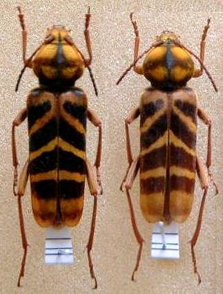 Xylotrechus villioni