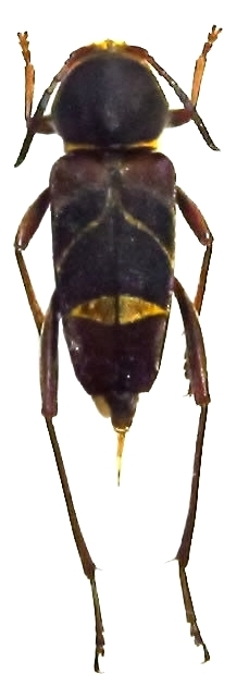 Xylotrechus yanoi