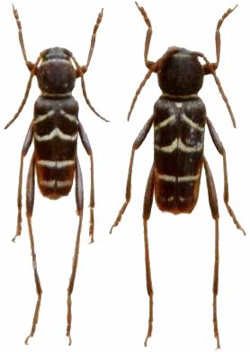 Xylotrechus zebratus