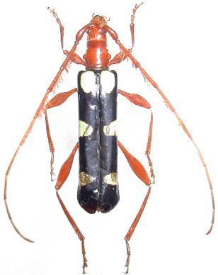 Achenoderus octomaculatus