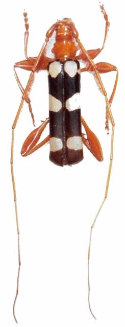 Achenoderus octomaculatus