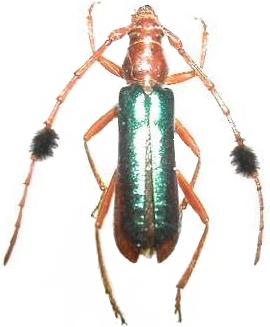 Compsocerus violaceus