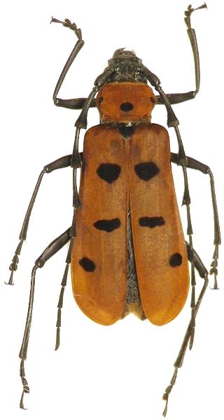 Eurybatus (Eurybatus) hariolus