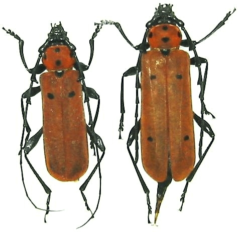 Eurybatus (Eurybatus) pachycornis