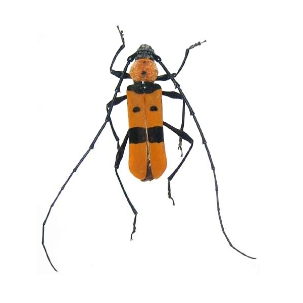 Eurybatus (Eurybatus) formosus