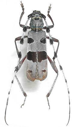 Rosalia alpina Rosalia alpina