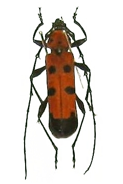 Eurybatus (Eurybatus) borneensis