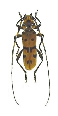 Eurybatus (Eurybatodes) bouvieri
