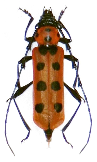 Eurybatus (Eurybatus) ferriei