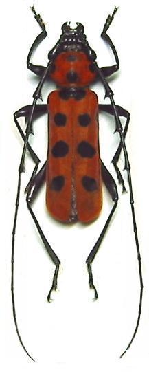 Eurybatus (Eurybatus) ferriei