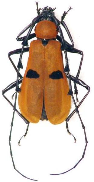 Eurybatus (Eurybatus) gravidus