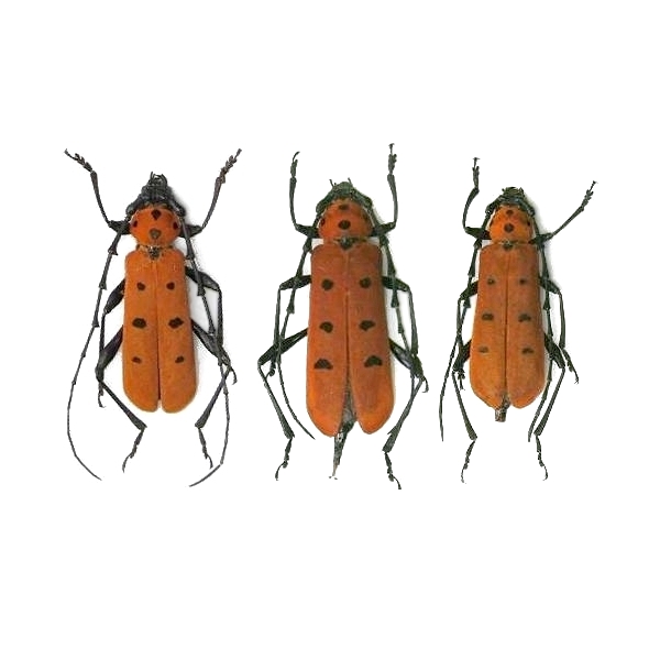 Eurybatus (Eurybatus) kubotai