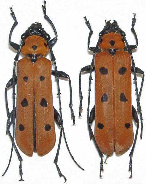 Eurybatus (Eurybatus) laetus