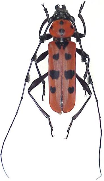 Eurybatus (Eurybatorosalia) lesnei