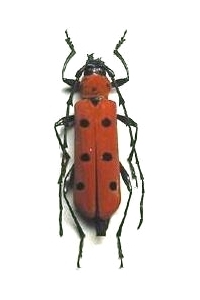 Eurybatus (Eurybatus) sanguinolentus