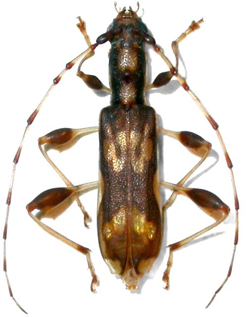 Plectromerus pseudoexis