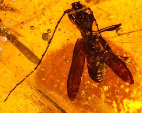 Plectromerus tertiarius