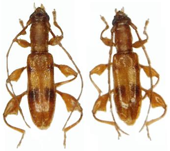 Plectromerus unidentatus