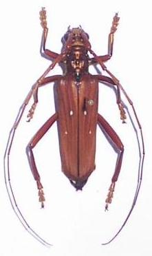 Dejanira quadripunctata