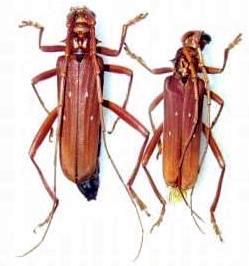 Dejanira quadripunctata