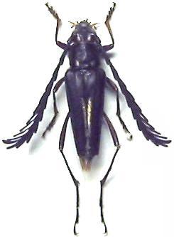 Distichocera maculicollis