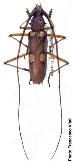 Eburia (Eleutho) consobrinoides