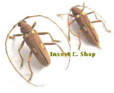 Eburia (Eburia) quadrigeminata