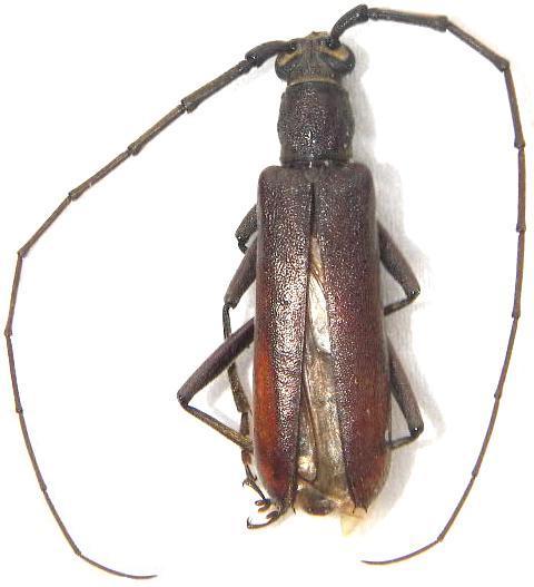 Aneflomorpha australis