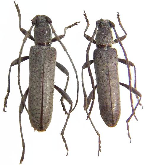 Aneflus prolixus insoletus