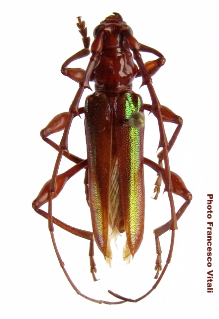 Cordylomera spinicornis