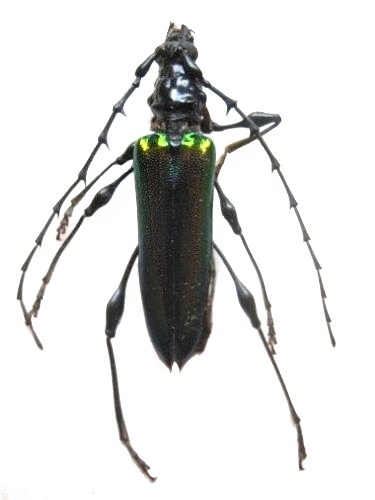 Cordylomera spinicornis