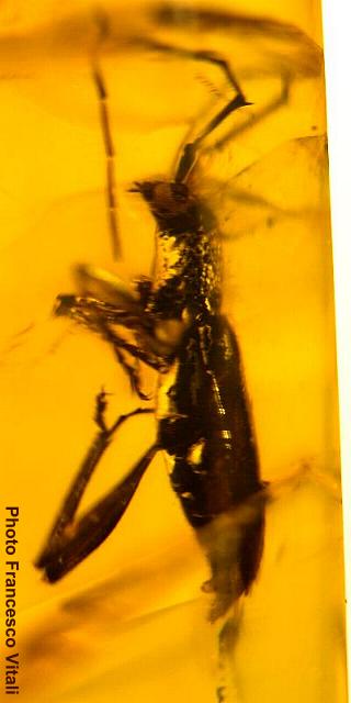Elaphidion inclusum