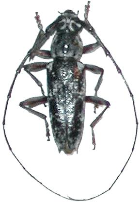 Elaphidion irroratum
