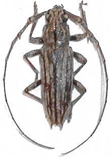Elaphidion jamaicense