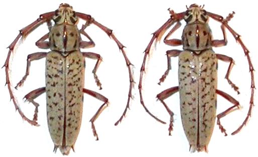 Elaphidion spinicorne