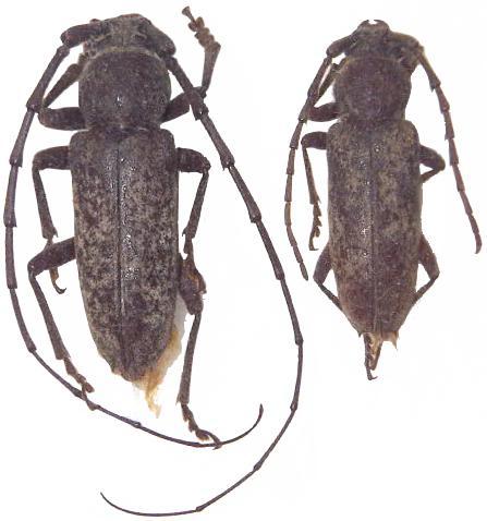 Enaphalodes atomarius