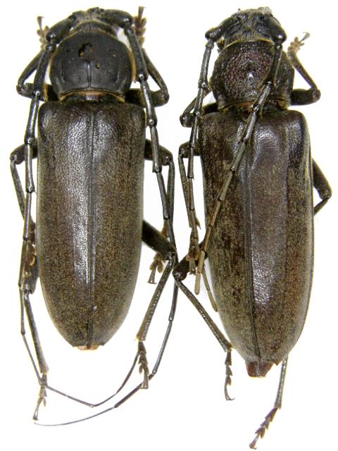 Enaphalodes hispicornis