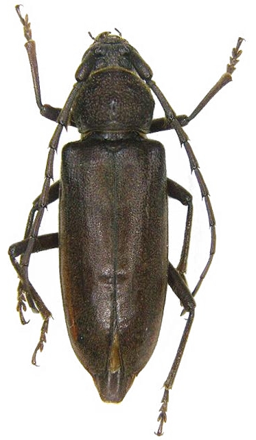 Enaphalodes hispicornis