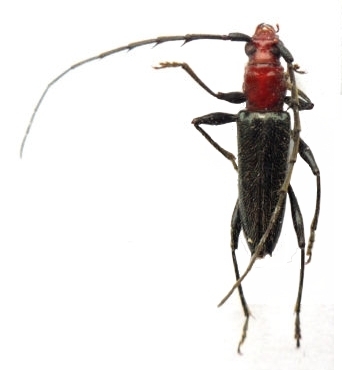 Nephalioides rutilus