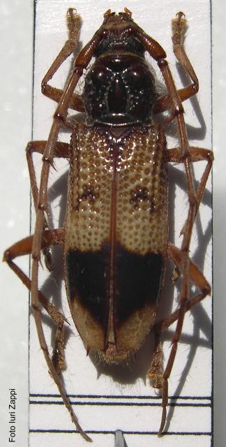 Phoracantha recurva