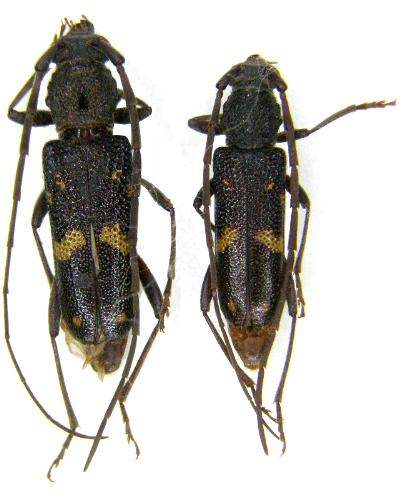 Phoracantha tuberalis