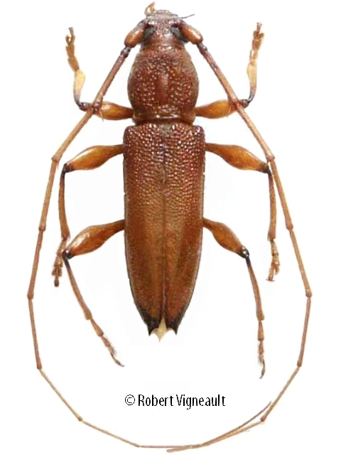 Protosphaerion loreum 