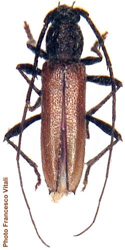 Stizocera jamaicensis