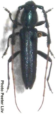 Dilachnus partiticornis