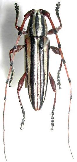 Pachycytes sericeovittata