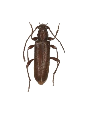 Lucasianus levaillantii 